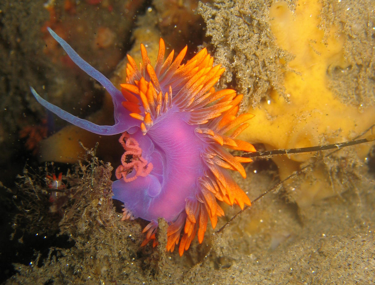 Flabellina iodinea